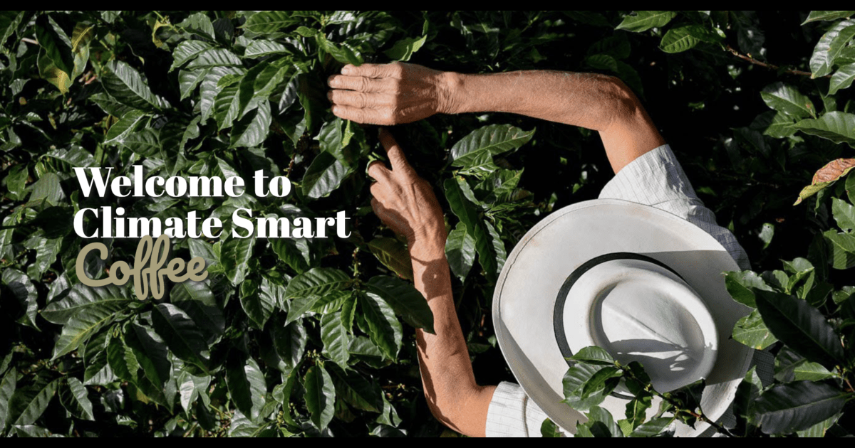 Climate Smart Coffee 3